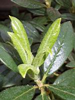 Rhododendron Dendricola (fam. Ericacees) (Myanmar, Inde, Chine) (Photo F. Mrugala, Lyon, Parc de la tete d'or) (6)